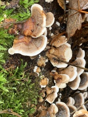 Trametes