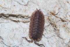 Porcellio echinatus