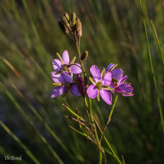 Heliophila linearis