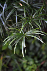 Cyperus textilis