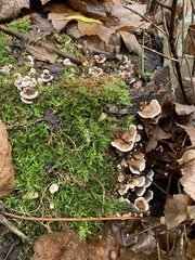Trametes