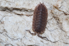 Porcellio echinatus