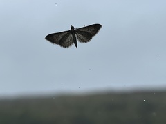 Gymnoscelis rufifasciata