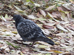 Columba livia domestica