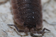Porcellio echinatus