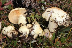 Lactarius salicis-reticulatae