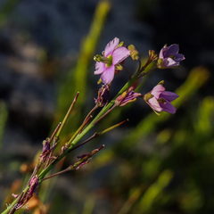 Heliophila linearis