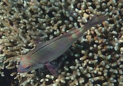 Lethrinus erythropterus