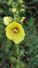 Verbascum virgatum