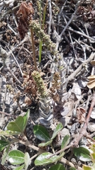 Crassula tomentosa