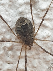 Lacinius dentiger
