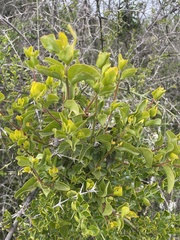 Tristerix corymbosus