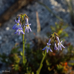 Lobelia comosa