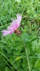 Centaurea decipiens