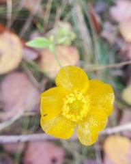 Ranunculus acris