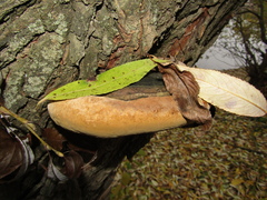 Phellinus igniarius