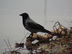 Corvus cornix