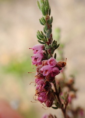 Erica vallis-fluminis