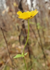 Ranunculus acris