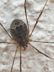 Lacinius dentiger