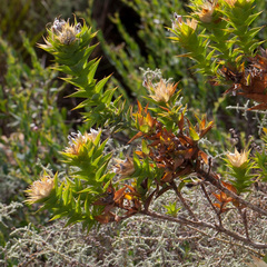 Aspalathus cordata