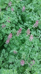 Fumaria officinalis