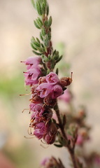 Erica vallis-fluminis