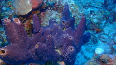 Smenospongia conulosa