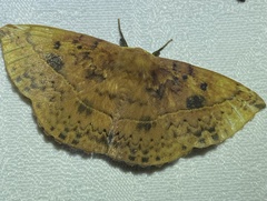 Anthela acuta