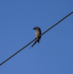 Dicrurus leucophaeus