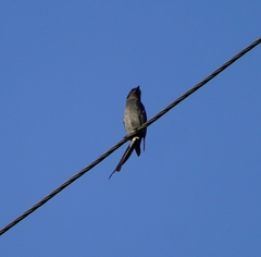 Dicrurus leucophaeus