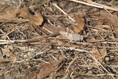 Oedipodinae