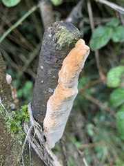 Phellinus pomaceus