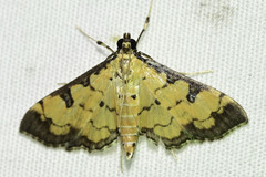 Ategumia ebulealis