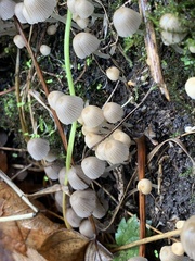 Coprinellus