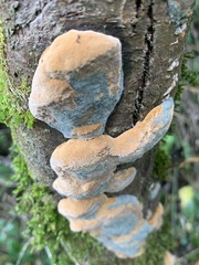 Phellinus pomaceus