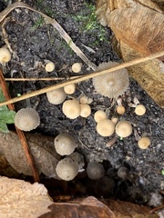 Coprinellus