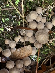 Coprinellus