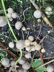 Coprinellus