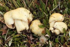 Lactarius salicis-reticulatae