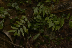 Dysoxylum