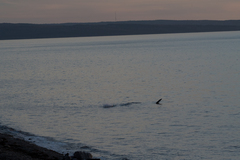 Physeter macrocephalus