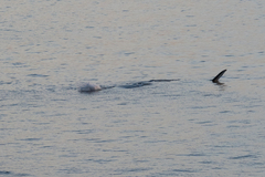 Physeter macrocephalus