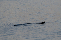 Physeter macrocephalus