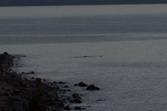 Physeter macrocephalus
