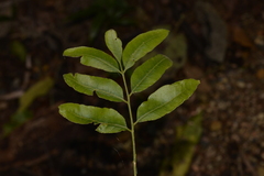 Dysoxylum