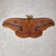 Opodiphthera loranthi