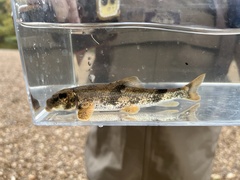 Hypentelium nigricans