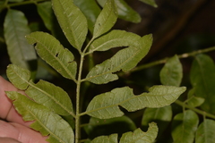 Dysoxylum