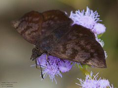 Pellicia arina